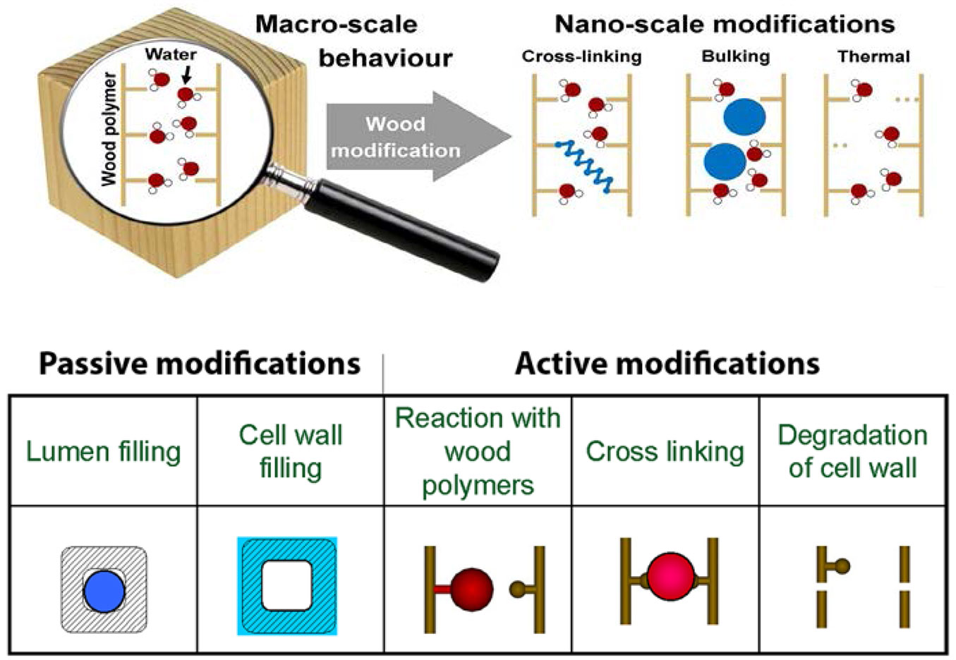 Sandberg D Kutnar A Mantanis G 2017 Wood Modification Technologies A Review Iforest Biogeosciences And Forestry 10 895 908