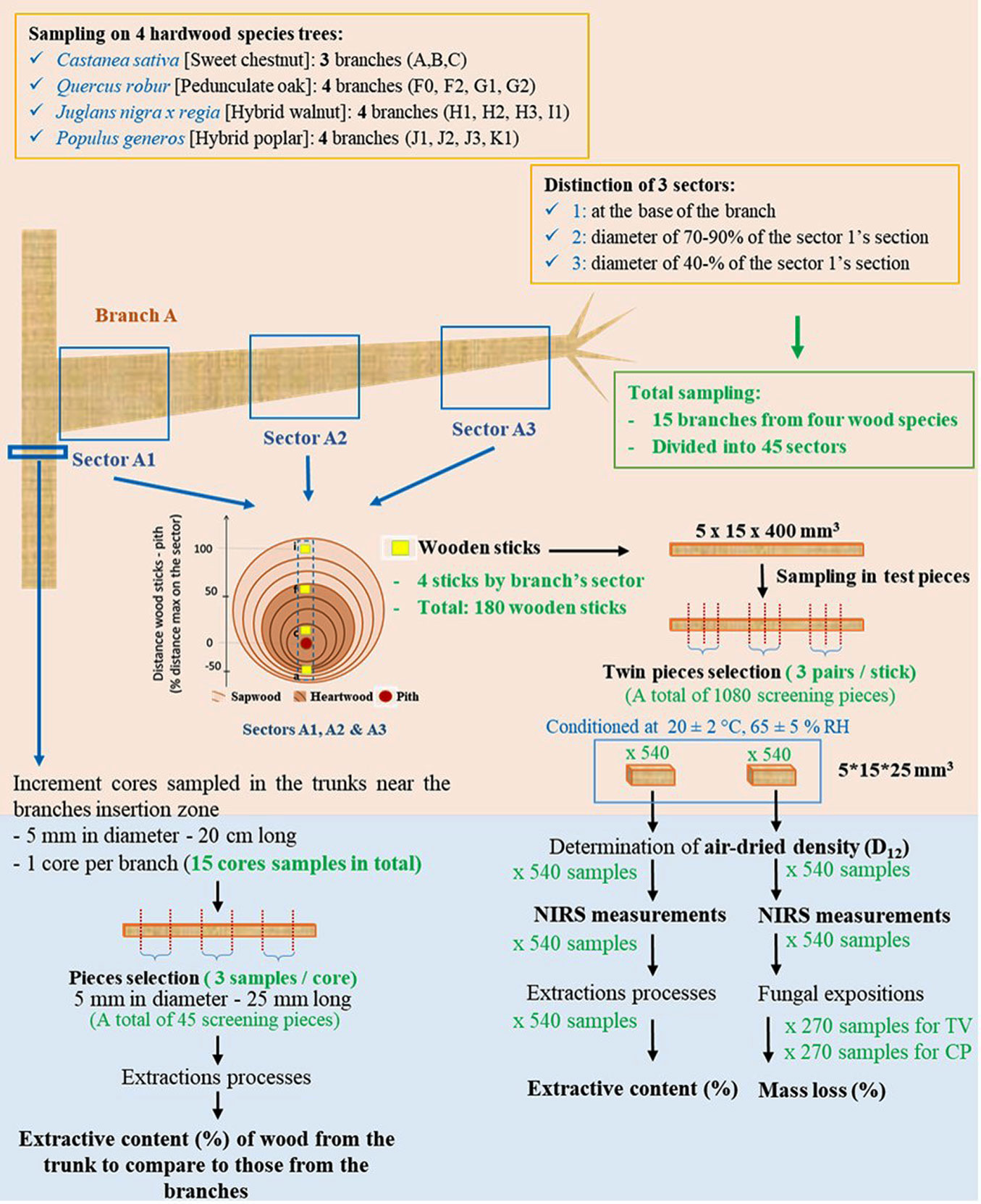 Terrasse F Brancheriau L Marchal R Boutahar N Lotte S Guibal D Pignolet L Candelier K 2021 Density Extractives And Decay Resistance Variabilities Within Branch Wood From Four Agroforestry Hardwood Species Iforest