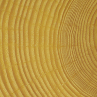 Anatomical And Genetic Aspects Of Ash Dieback A Look At The Wood 