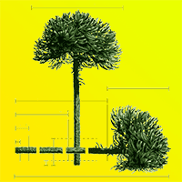 Masses of different root fractions of Araucaria angustifolia at the end